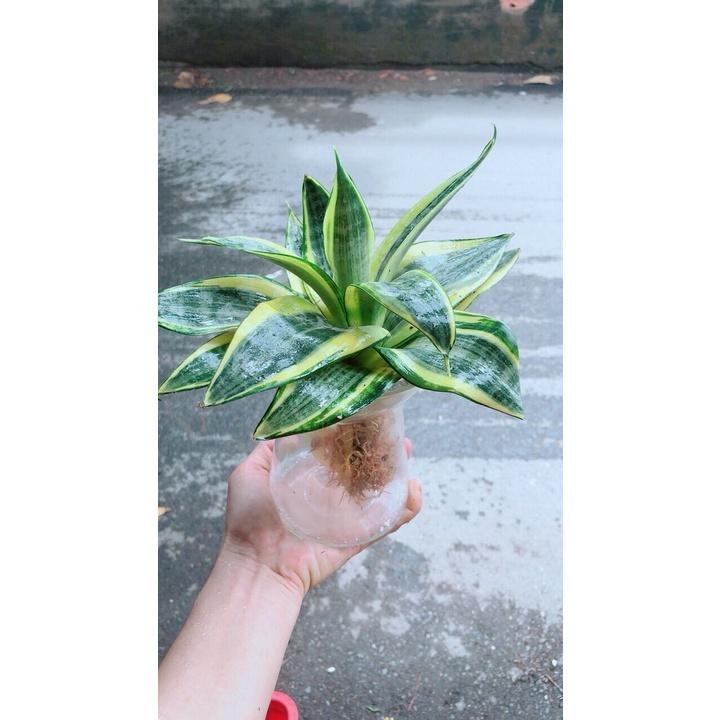 Chậu Lưỡi Hổ Thái Thuỷ Sinh