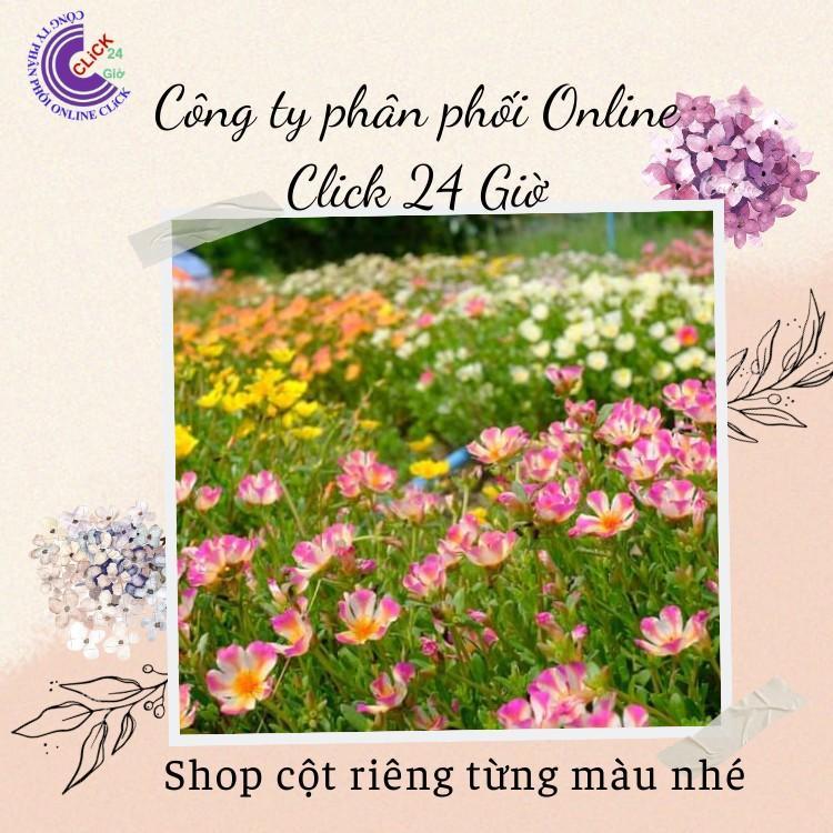 1 Ký Cành Giống Hoa Sam Nhiều Màu Hoa To ComBo 30 Màu Chuẩn Sam Thái Nhập Khẩu Hoa Mười Giờ Bonsai &amp; Phụ Kiện