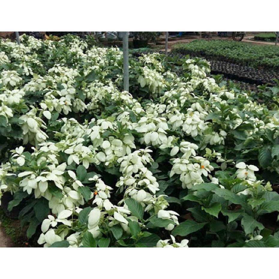 HOA ÉN BẠC - CÂY GIỐNG
