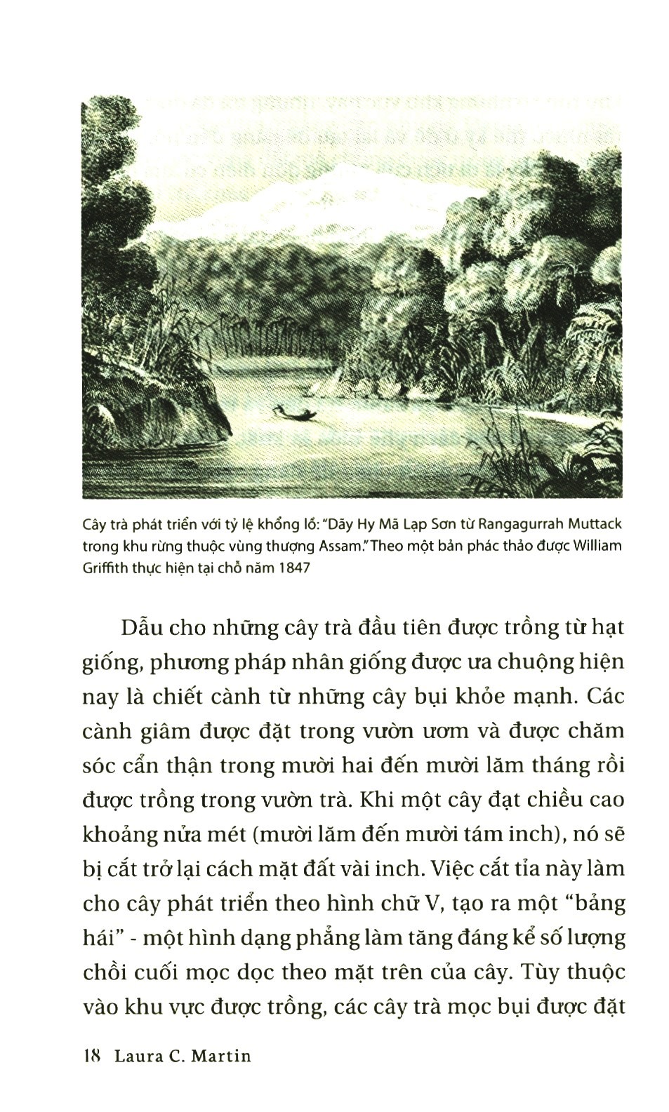 Sách- Lịch Sử Của Trà (Tái Bản 2022)- 2HBooks