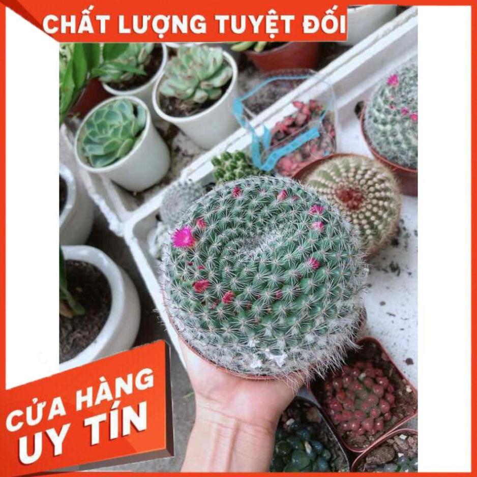 Xương rồng bánh sinh nhật có hoa Nhiều Người Mua