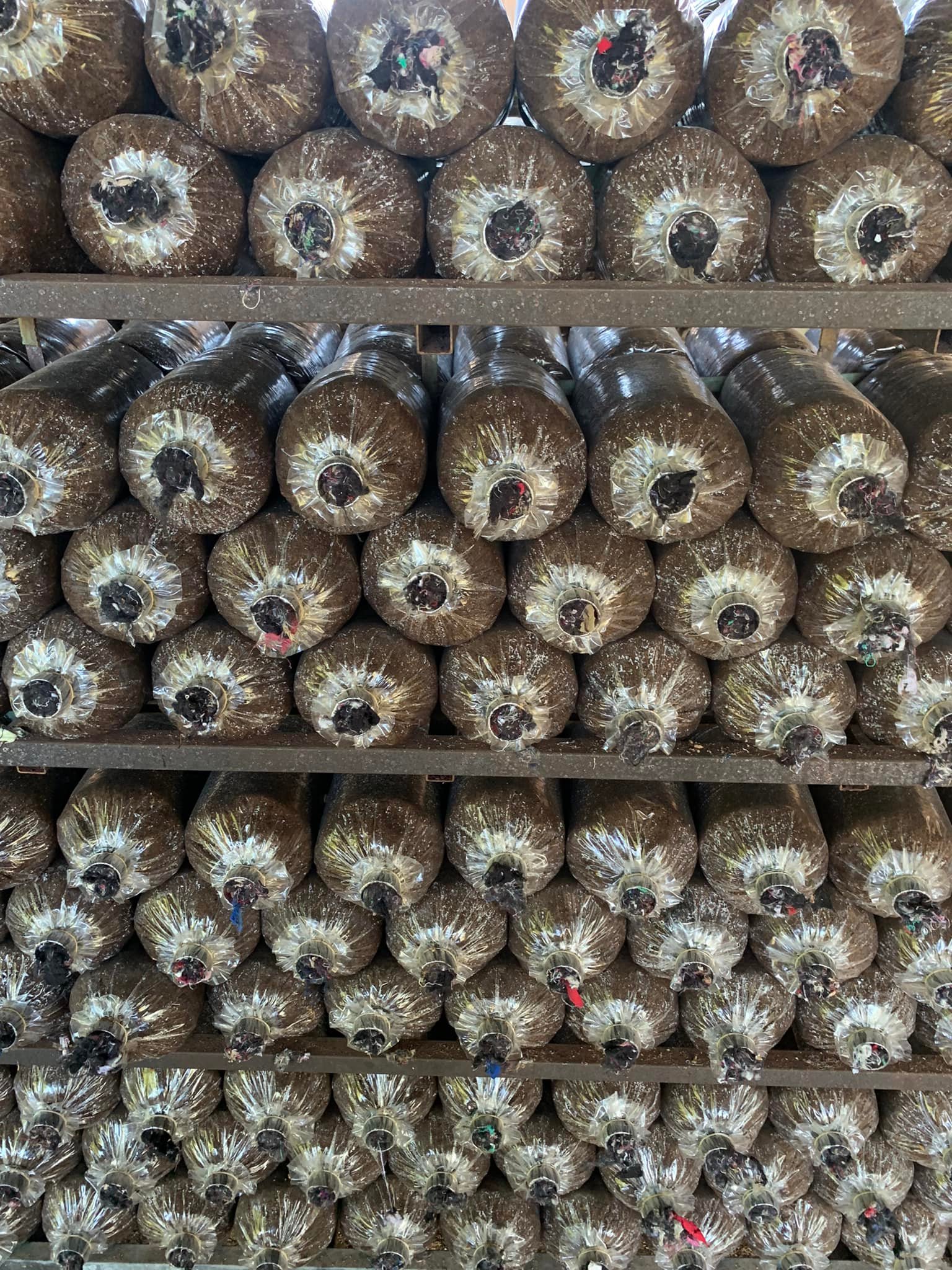 Phôi trơn làm nấm