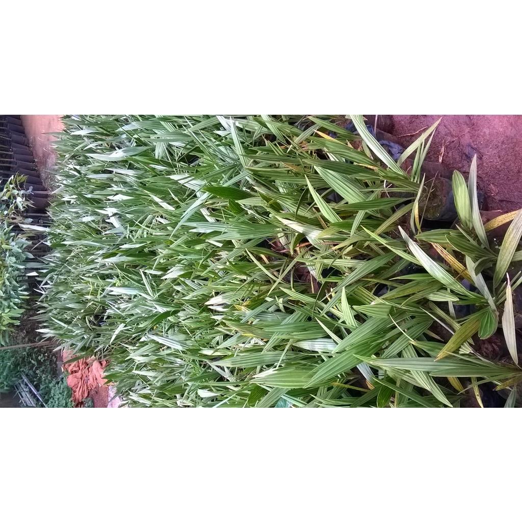 Cây giống Chà Là NAM MỸ Quả đỏ .