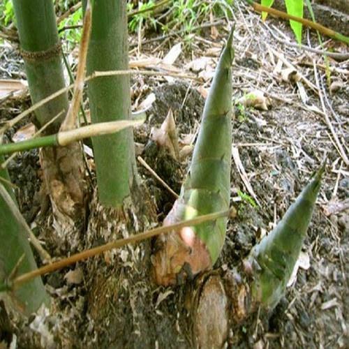 MĂNG TRE BÁT BỘ CÂY GIỐNG+ phân thỏ hữu cơ