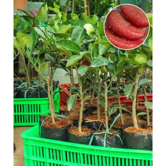 Cây bưởi ruby ruột đỏ thái lan