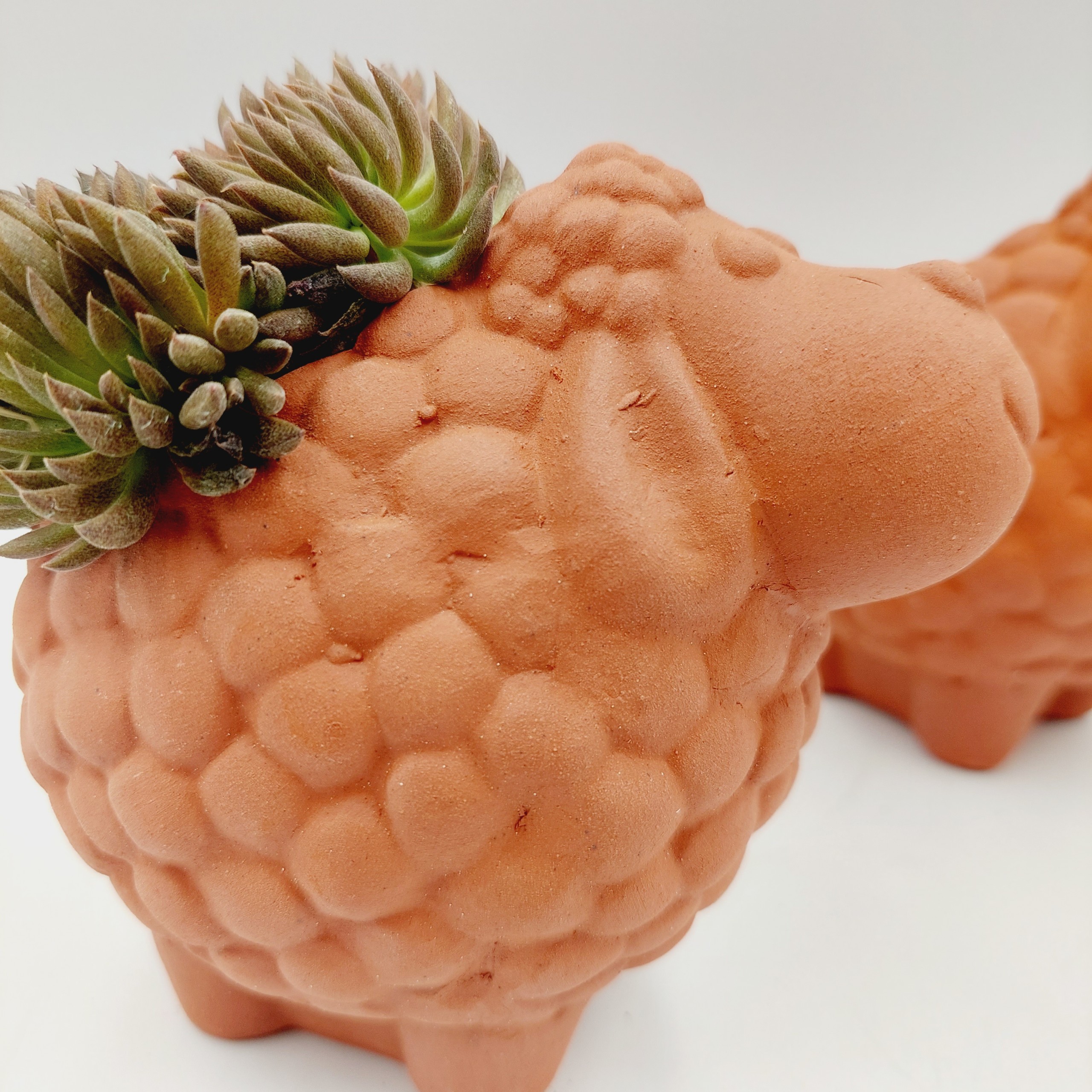 Chậu đất nung, chậu sen đá - Cừu nhi đồng, miệng chậu 7cm, chiều cao 12cm