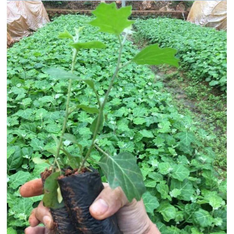 Bộ 5 gói hạt giống cây cà gai leo