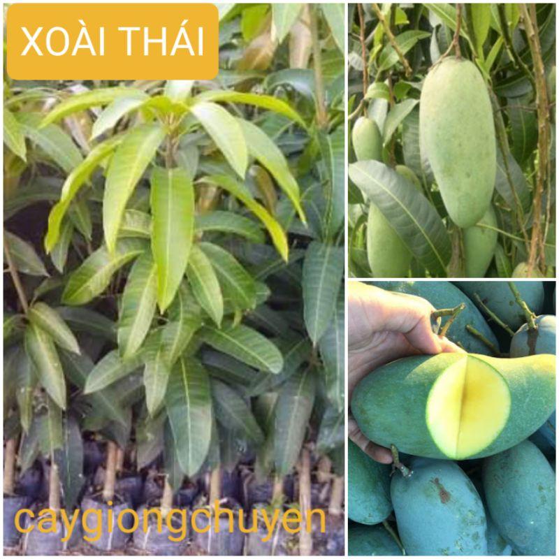 GIỐNG CÂY XOÀI THÁI GHÉP