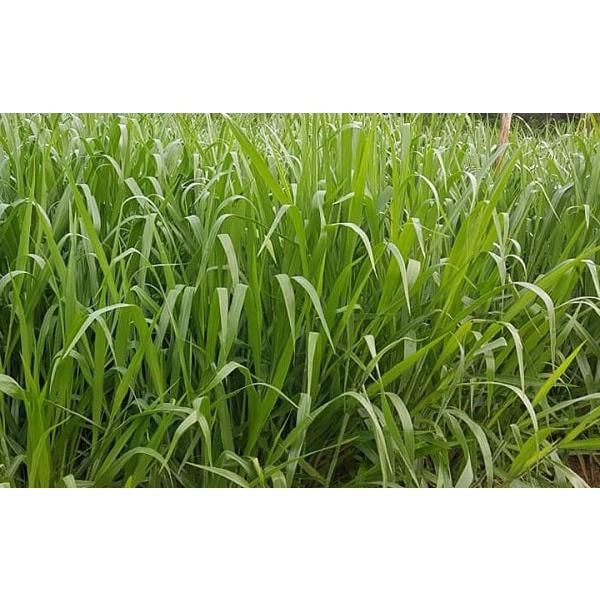 Gói 200g Hạt giống cỏ Mutalo 2, giống cỏ chịu lạnh chịu hạn giàu dinh dưỡng cho chăn nuôi - Anh nông dân chính