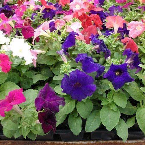 Hạt giống hoa dạ yến thảo mix 200 hạt