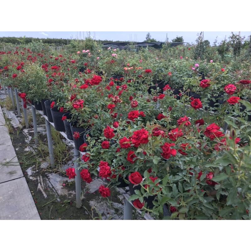 Hoa Hồng Siêu Nụ- bầu to cây lớn trưởng thành