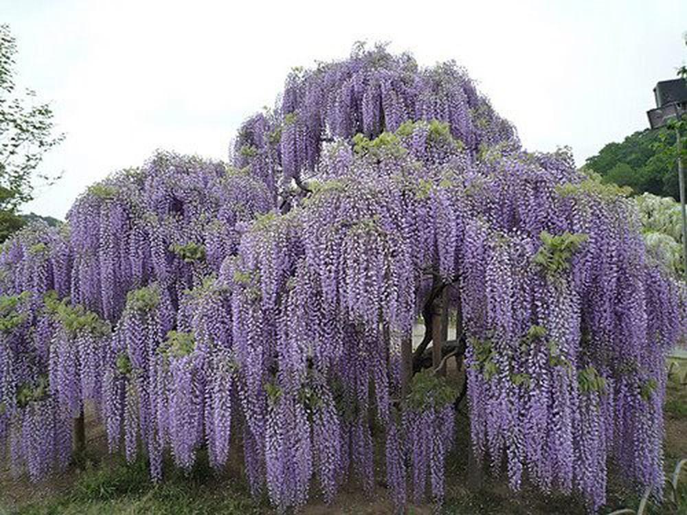 Cây giống hoa tử đằng thân gỗ nguyên bầu siêu đẹp, siêu hoa, cam kết giống chuẩn
