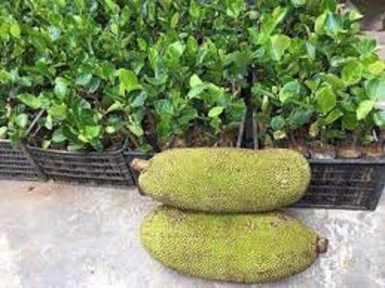 Mít không hạt, giống Cây MÍT KHÔNG HẠT