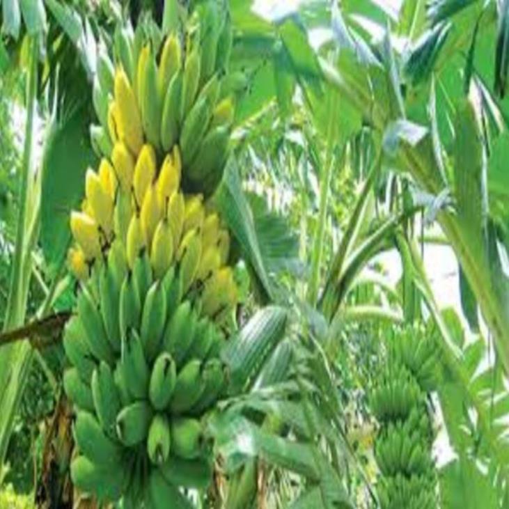 Cây giống chuối tây thái cây giống chuẩn cho năng suất cao