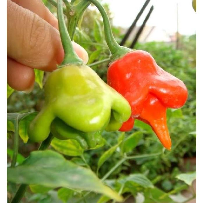 Hạt Giống Ớt Chuông Gió F1 Ncsemena,ớt hoa hồng-gói 20 hạt/tặng kèm gói phân bón lót