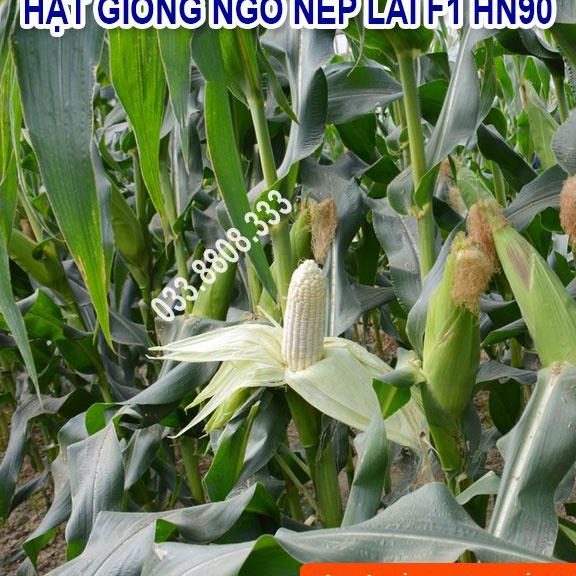 Hạt Giống Ngô Nếp Lai HN90 Đều Dẹp Thơm Tròn Hạt