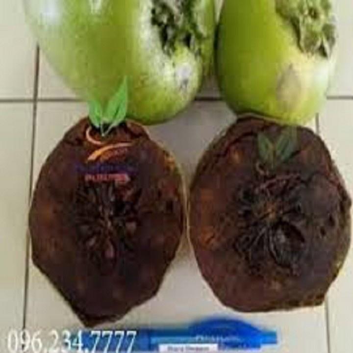 CÂY GIỐNG HỒNG ĐEN SOCOLA