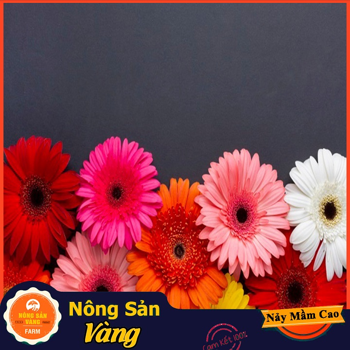 Hạt giống Hoa Đồng Tiền Nhiều Màu - Nông Sản Vàng