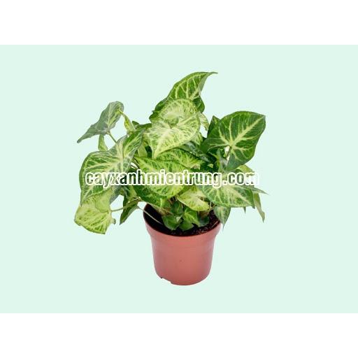 Cây trầu bà tróc bạc,trầu bà trắng