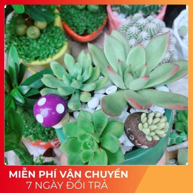 Chậu Sen Đá Tiểu Cảnh
