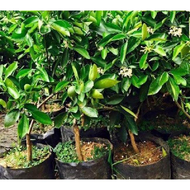 CAM XOÀN MIỀN NAM siêu quả, ngọt mát - CÂY GIỐNG CHUẨN F1