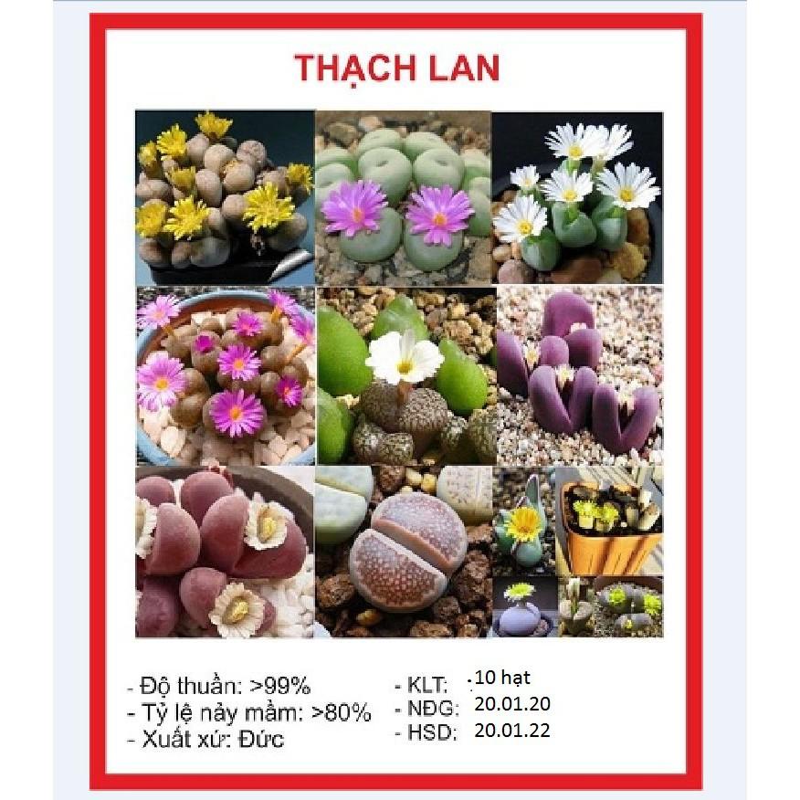Hạt giống hoa đá sống thạch lan nhiều màu10 hạt - tặng 3 viên nén xơ dừa ươm hạt