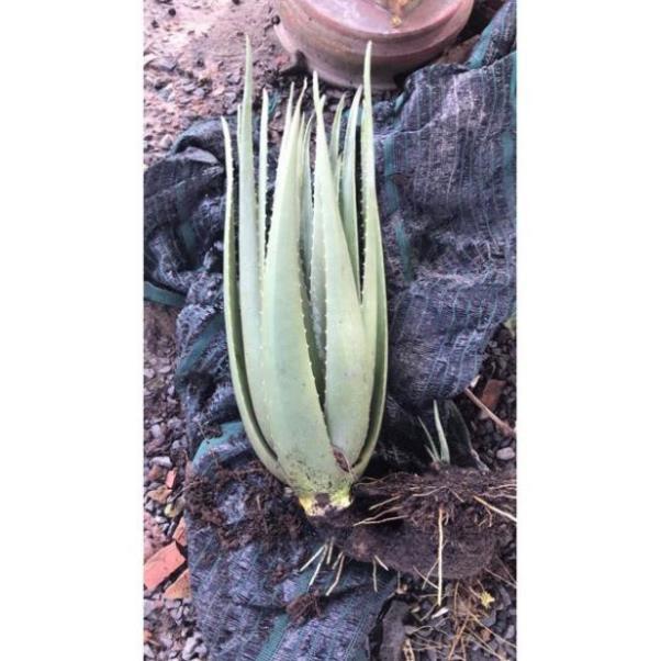 Combo nha đam trưởng thành