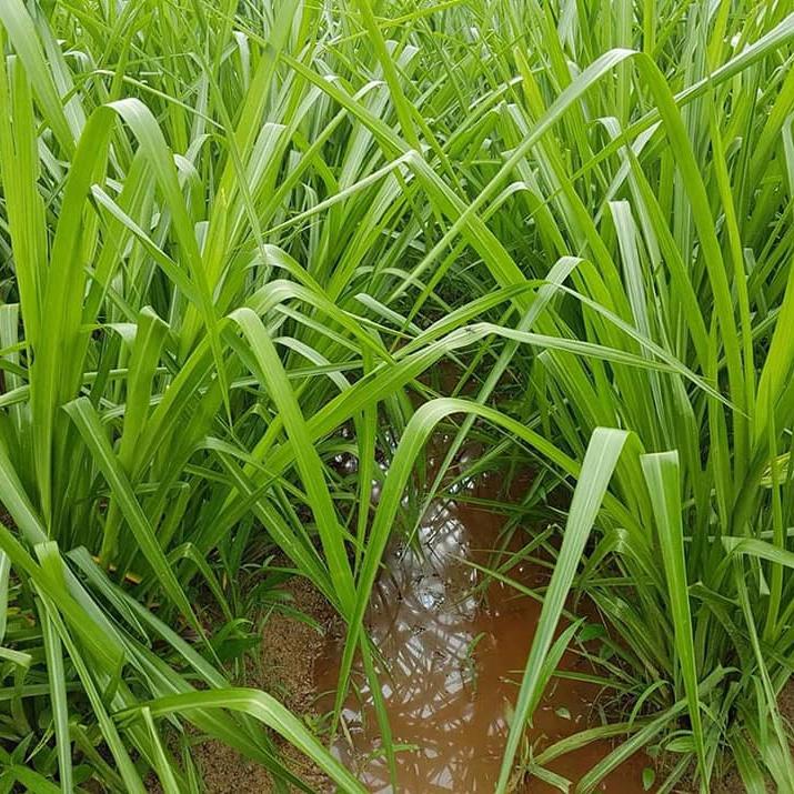 Hạt Giống Cỏ Paspalum Atratum - Cỏ Chịu Ngập Úng, CHịu Ngập Nước Rất Tốt