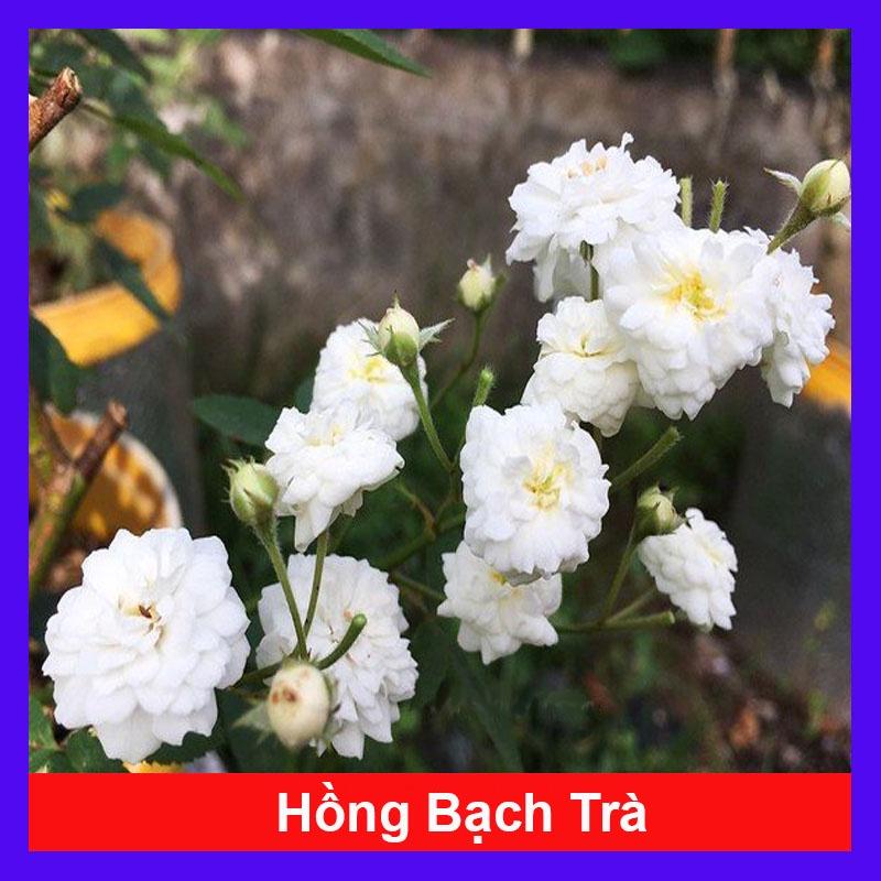 Cây Hồng Bạch Trà - cây cảnh để bàn + tặng phân bón cho cây