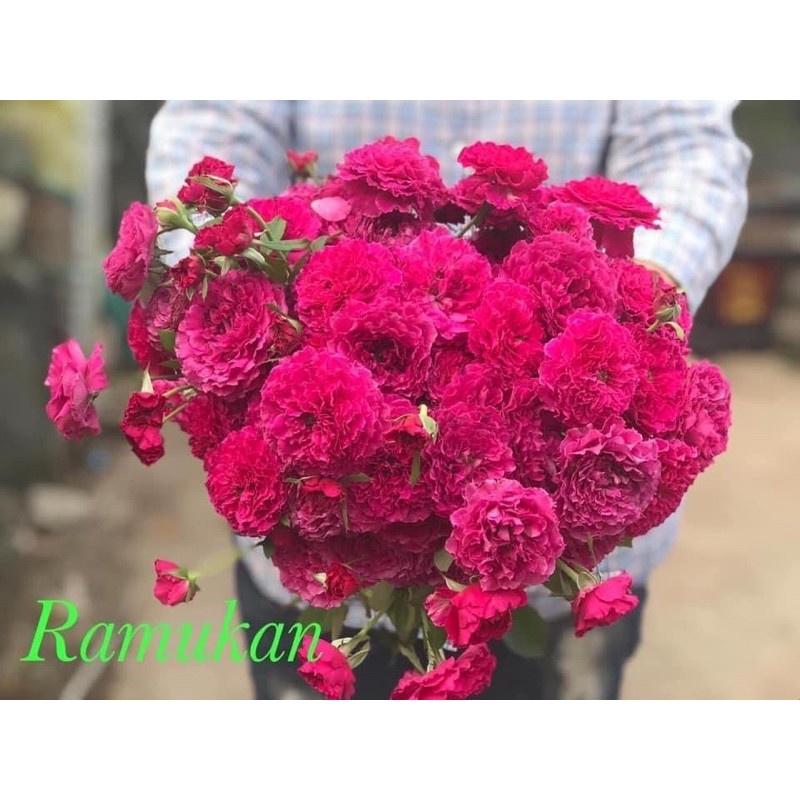 Hoa hồng ngoại Ramukan - cây giống rễ trần