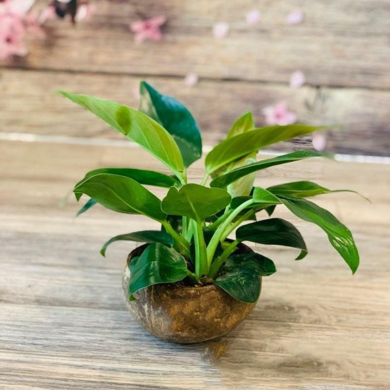 CHẬU CÂY TRẦU BÀ LÁ XANH, CÂY PHONG THỦY MANG TÀI LỘC CHO GIA CHỦ