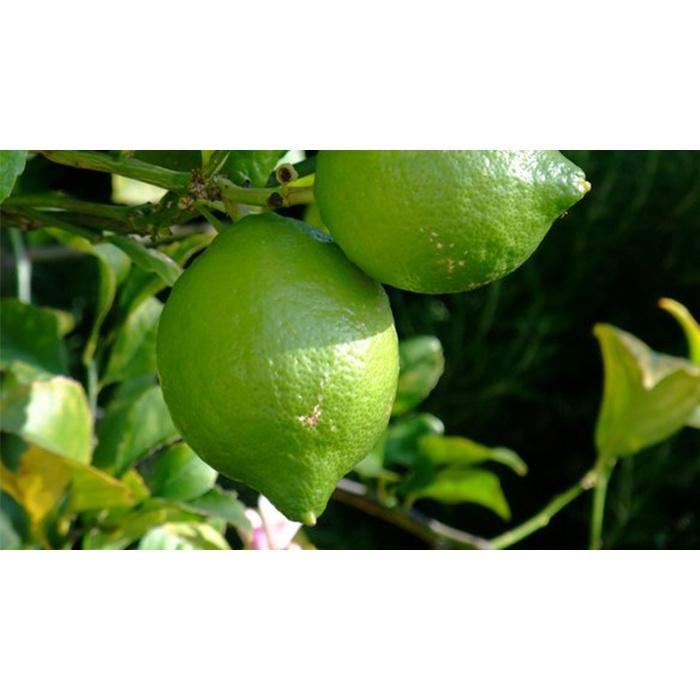 CÂY GIỐNG CHANH NÚM SIÊU QUẢ, SIÊU SỚM.