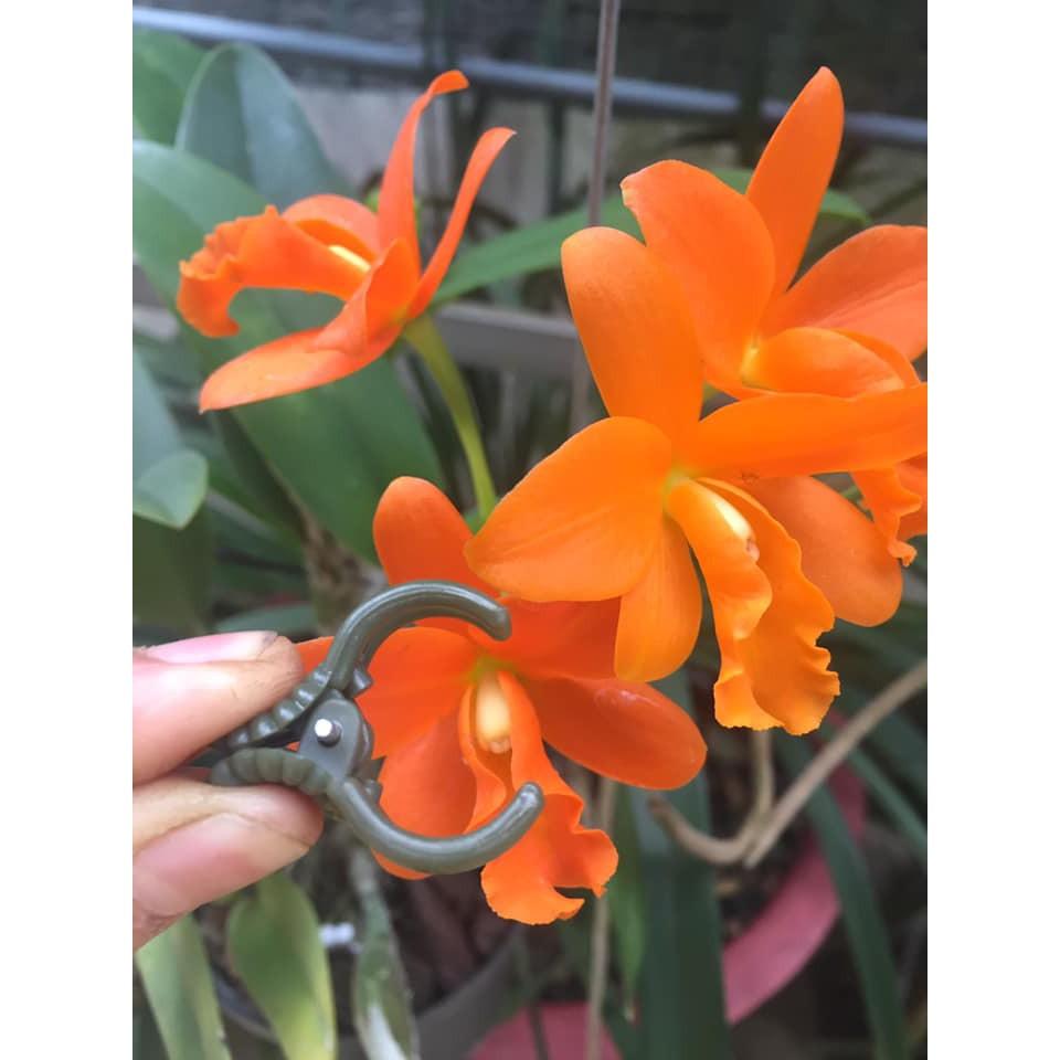 SET 50 cái KẸP BƯỚM CỐ ĐỊNH HOA LAN LOẠI 1