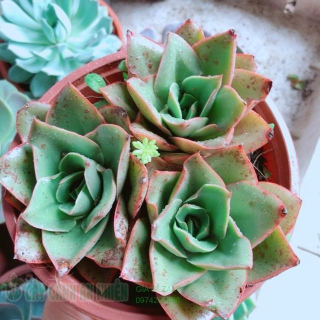 Chậu sen đá hoa hồng đen
