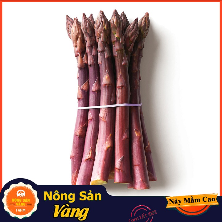 Hạt giống Măng Tây Tím - Nông Sản Vàng