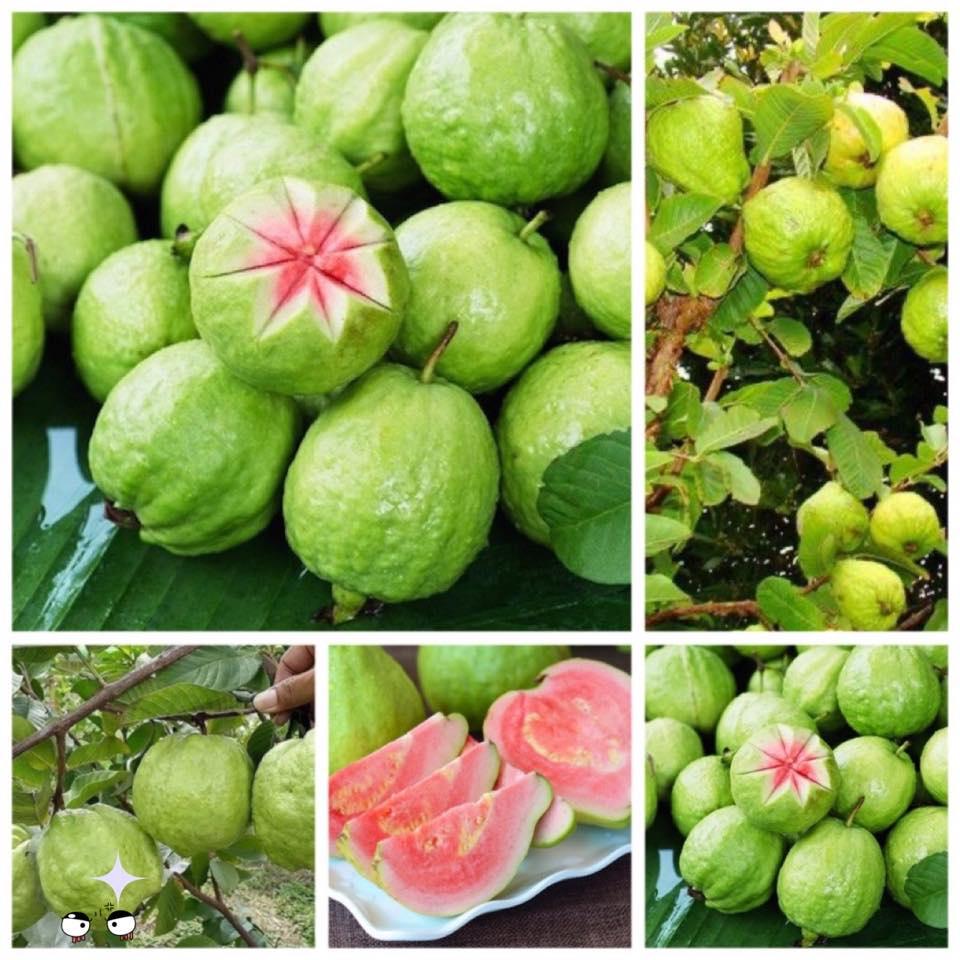 Cây giống Ổi lùn KHÔNG HẠT ruột đỏ.