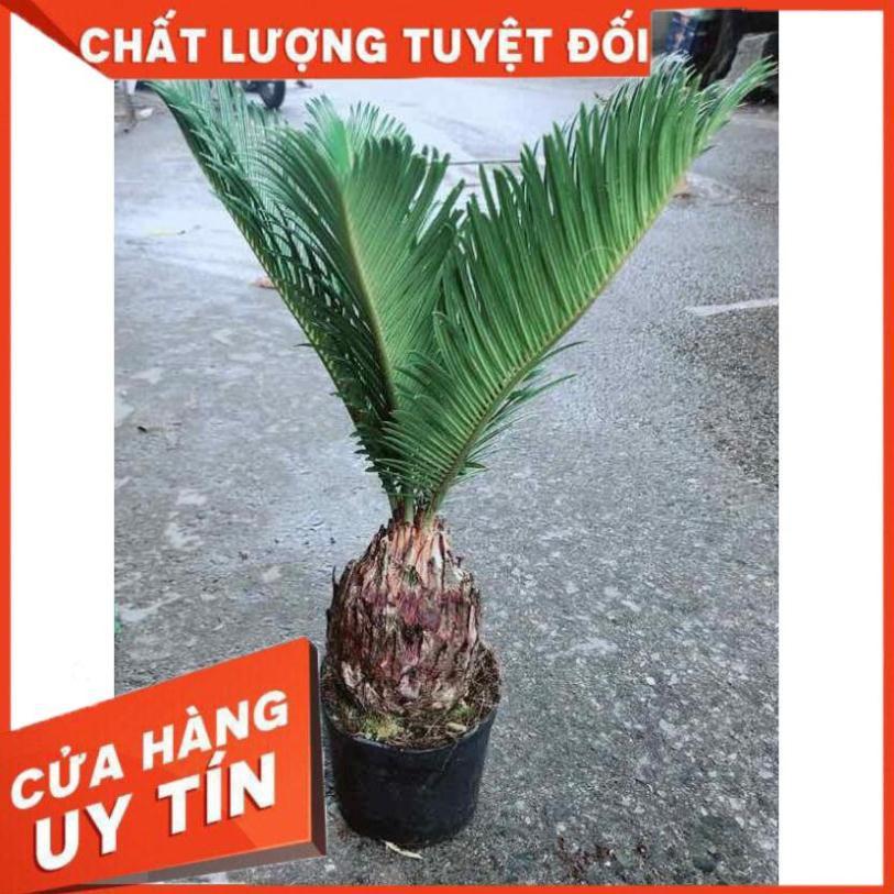 Chậu Vạn Tuế Nhiều Người Mua