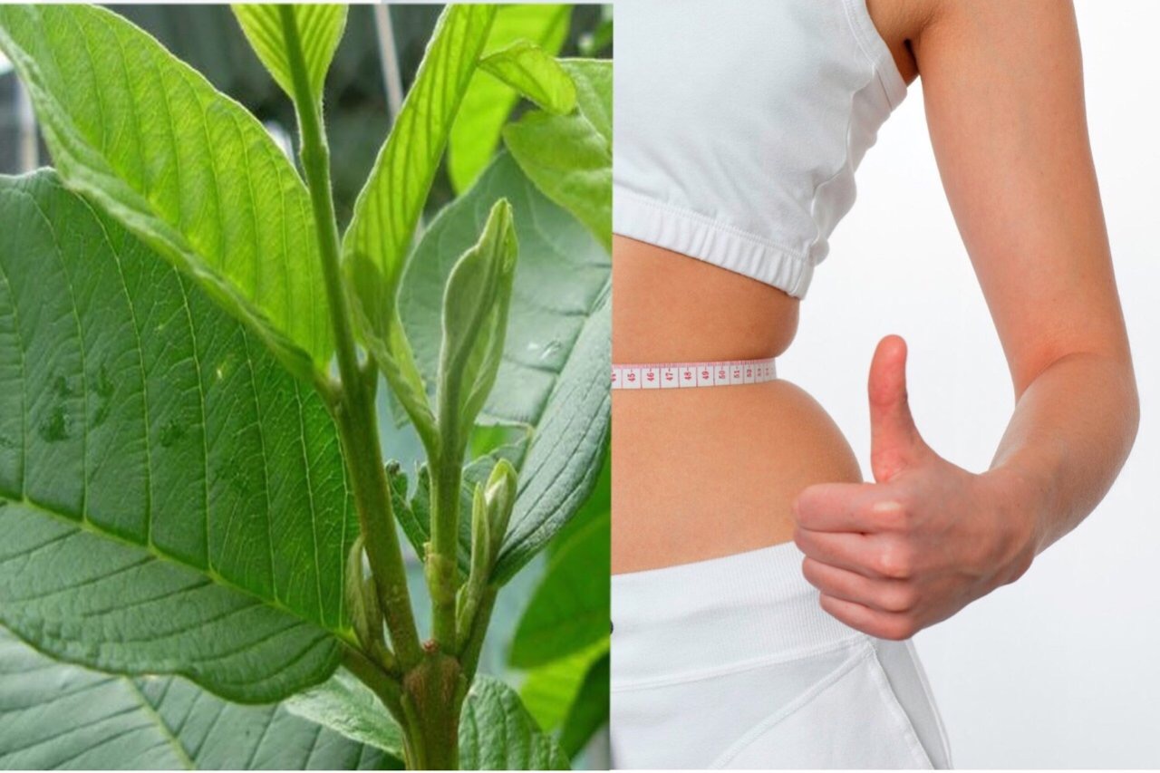 Trà ổi giảm cân Orihiro Nhật Bản tặng gói trà sữa hoặc cafe ngẫu nhiên