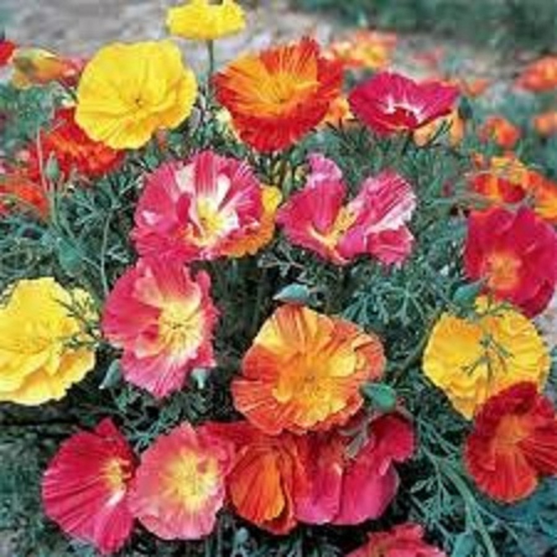 Hạt Giống Hoa Poppy Kép Nhiều Màu - Gói 50 hạt