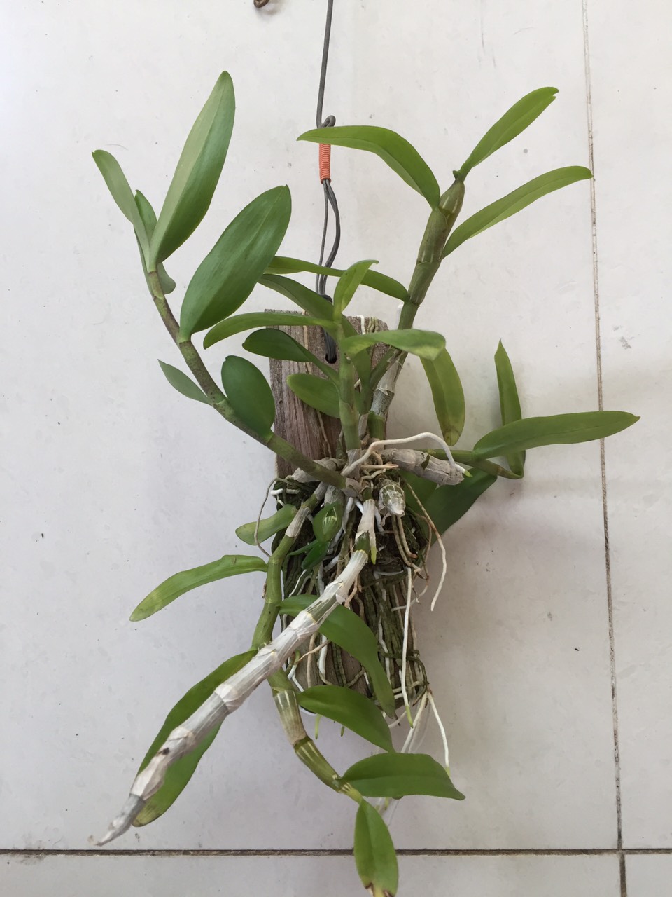 Trầm Hoa Tím Ghép Bảng Sẵn - Cây Đủ Tuổi Hoa