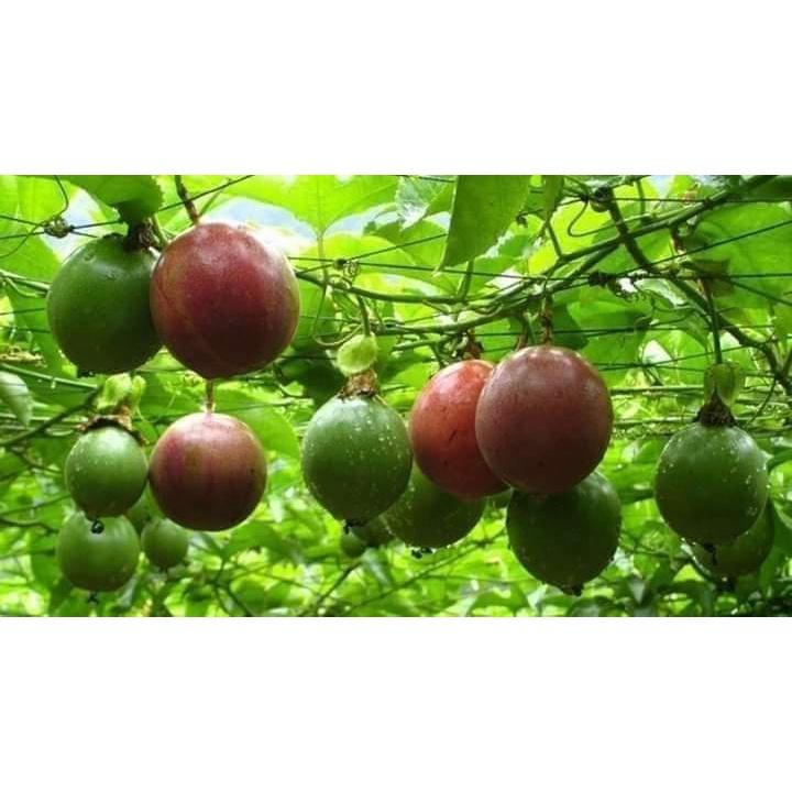 Cây giống chanh dây thái lan