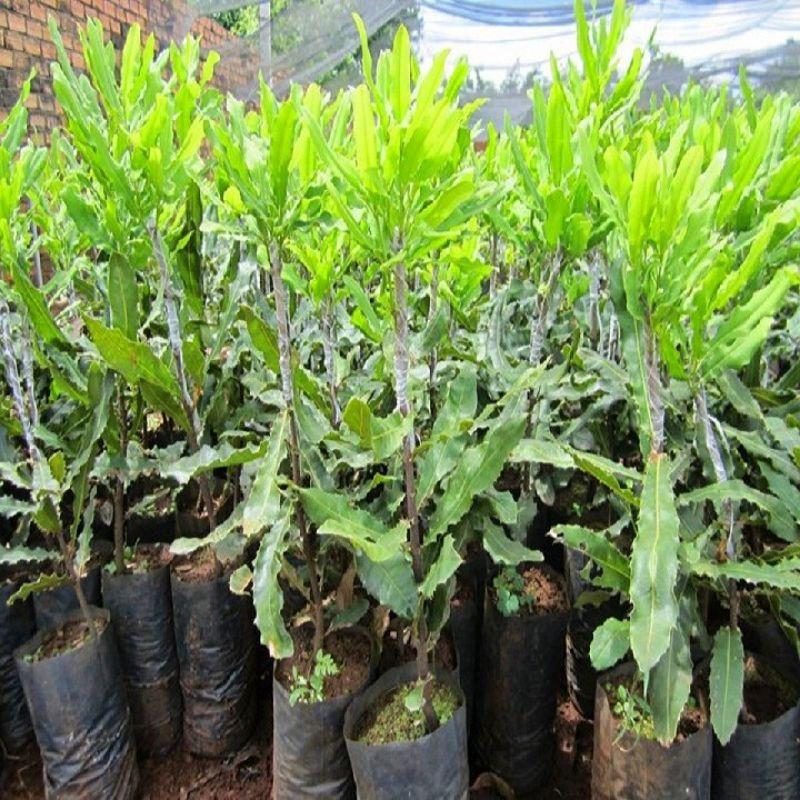 CÂY MÁC CA GIỐNG F1