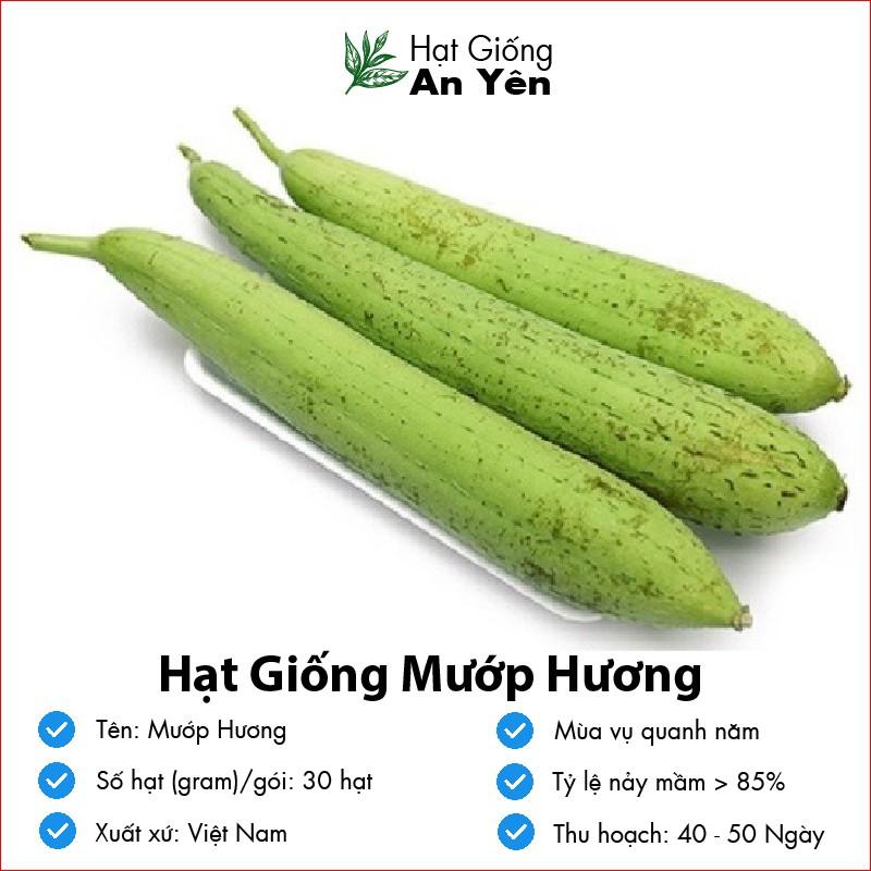 Hạt giống Mướp Hương thu hoạch sớm, dễ trồng, nảy mầm cao, sinh trưởng khoẻ