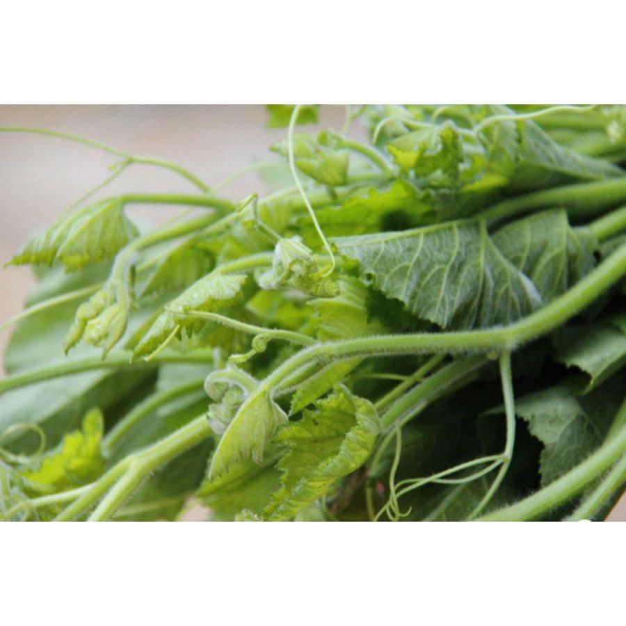 HẠT GIỐNG BÍ NGỌN cao sản