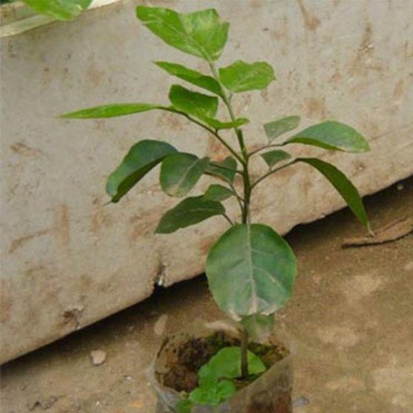 Cây QUẤT HỒNG BÌ, cây giống mập, bầu đất to, siêu quả