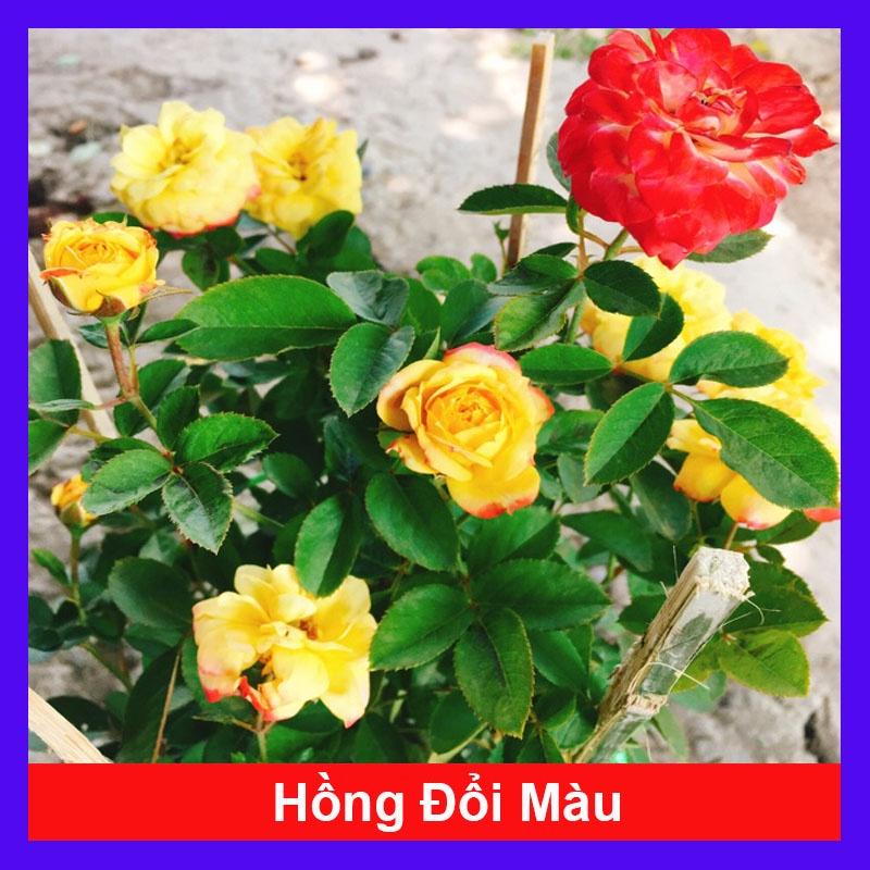 Hồng đổi màu ( Hồng 3 màu ) - cây cảnh để bàn + tặng phân bón cho cây