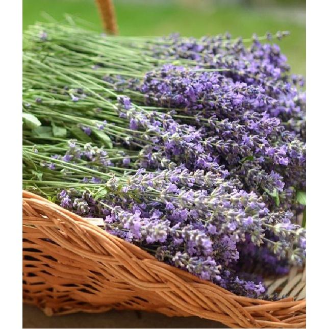 Hạt giống hoa oải hương gói 100 hạt