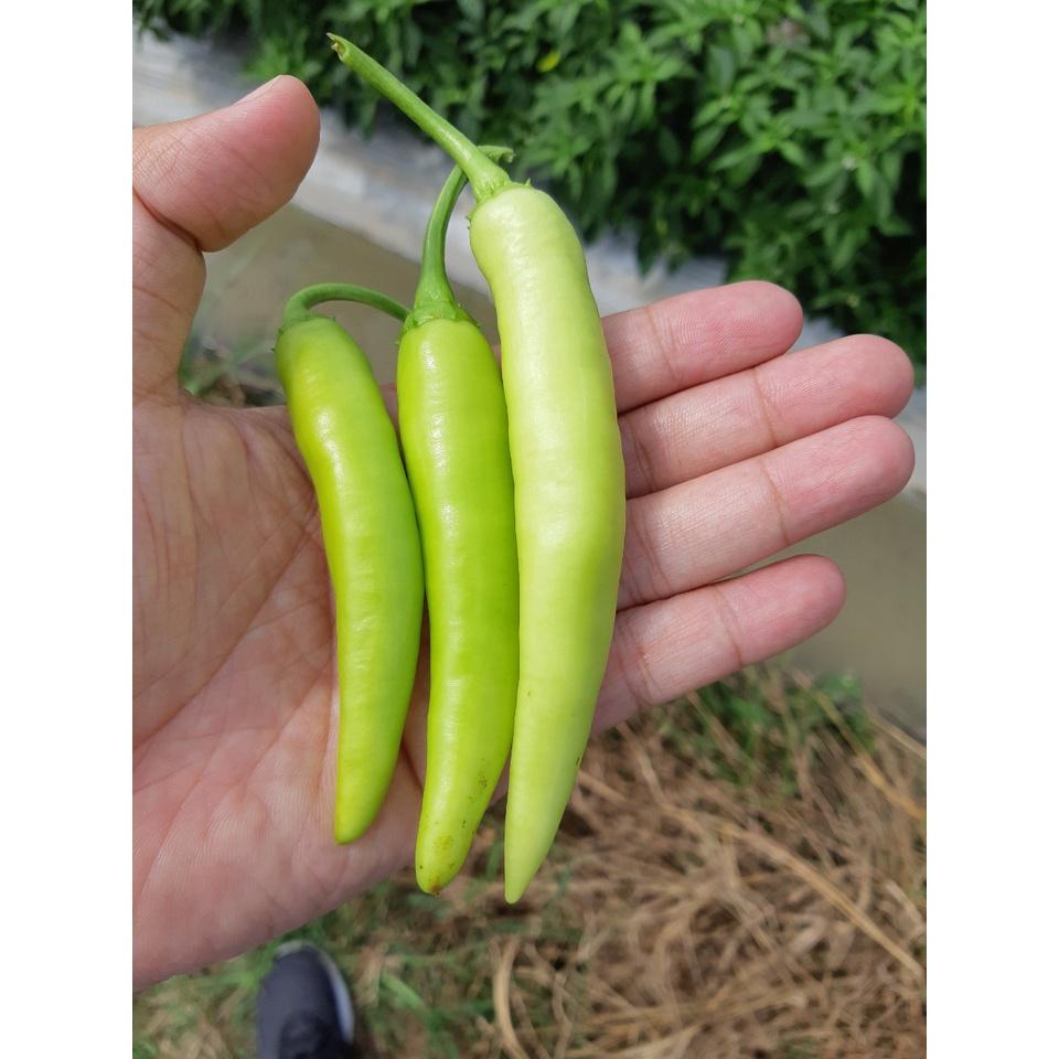 Hạt Giống Ớt Sừng Vàng Lai F1 - AGRI AFRICA 207 -