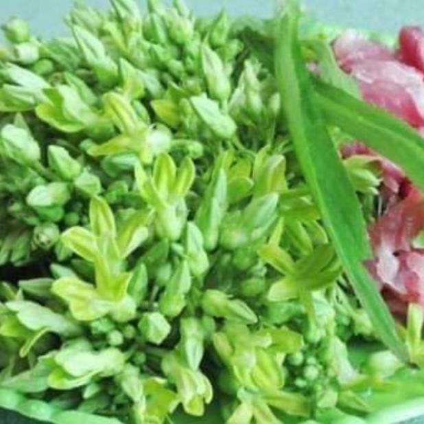 Sản phẩm CÂY GIỐNG THIÊN LÝ