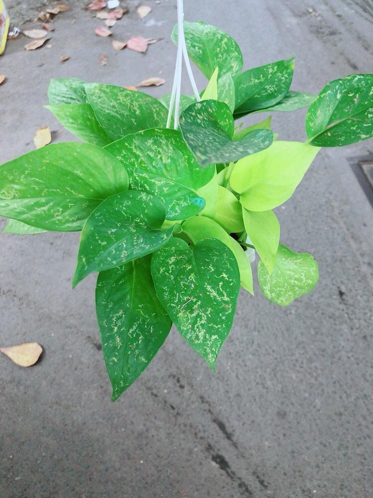 Trầu Bà Thái Vàng